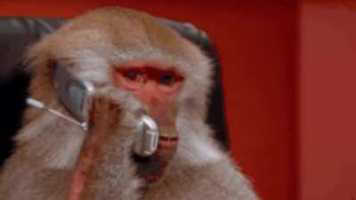 maymunu benimsemek için anana sor.