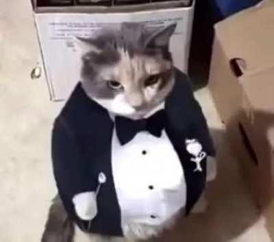 fat ass cat in a tuxedo