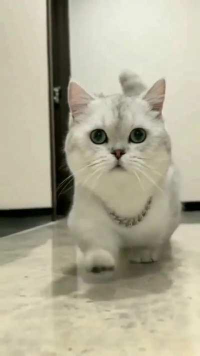 This kitten has the coolest walk