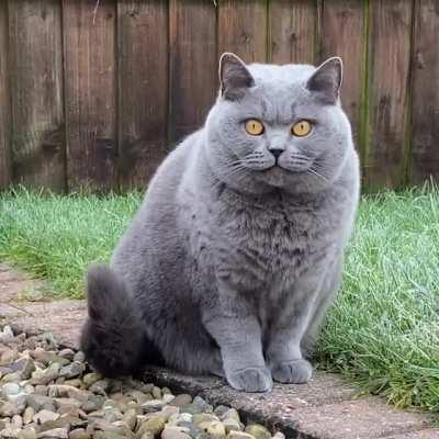 Congratulations , you have been visited by the good luck chonk 🍀(Volume up)