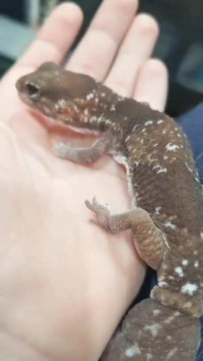 My very vocal old lady (I just wish she was vocal in the tank when she wanted food)