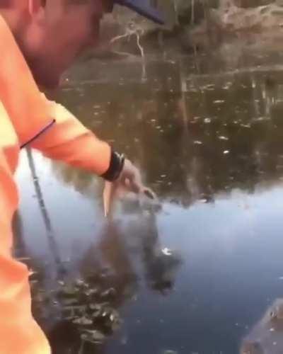 Teasing an alligator like it's a dog