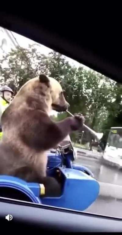 Bear sidekick