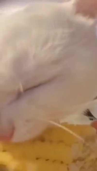 Attention: a kitty is eating corn!!!