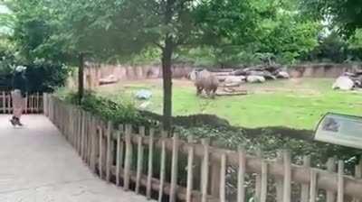 Big ol’ Tank Puppy excited to see his keeper