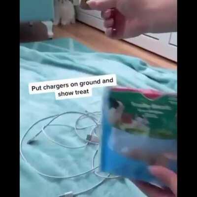 What a nice cute bunny