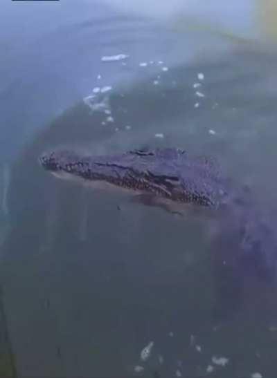 Do Unmute! Man fishing, captures attention of gator...hilarity ensues