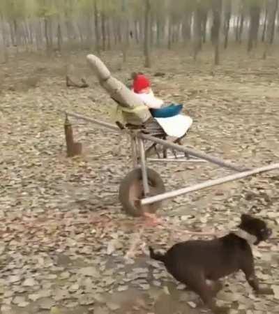 Might be animal abuse don't know