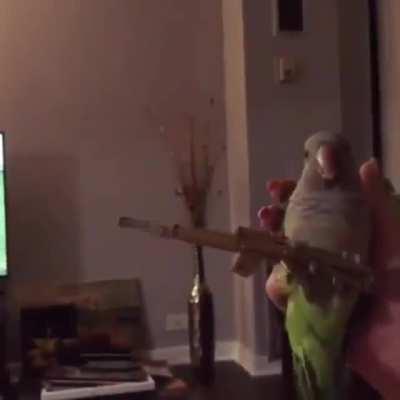 Don't mess with this parakeet