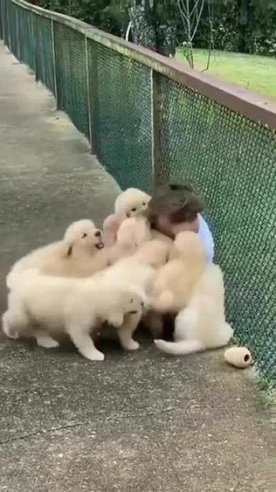 pacK Of FeRocIous dOGS qUickLy DEvoUr helpLeSs ChiLD