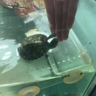 terror learnt high five! IG: teddyxterror