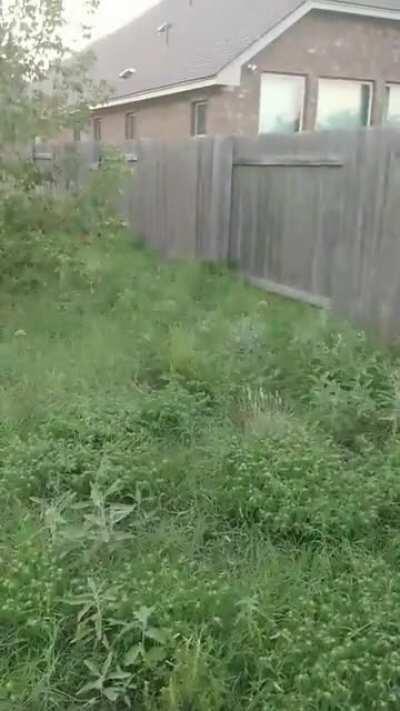 Does your border terrier do this too? My dork's name is Loki btw.