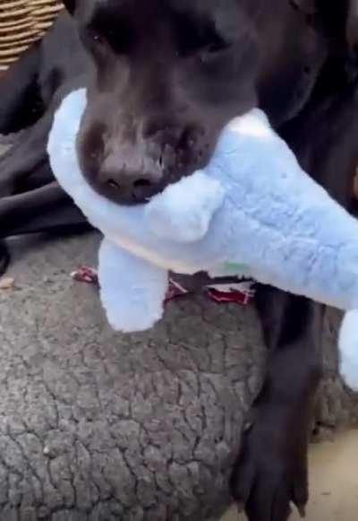 Tail never stops wagging