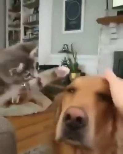 Kitten mimics his human petting the dog