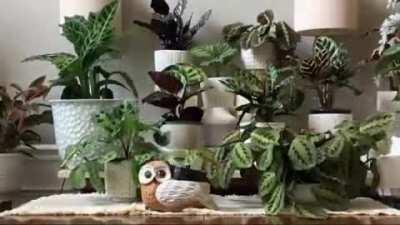 I made a 3 day time lapse of my prayer plants!