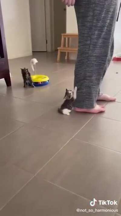 Foster kitten starts getting clingy