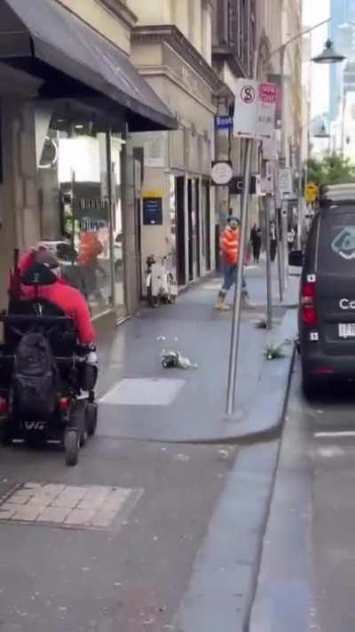 Sulphur-crested cockatoo chucks plants