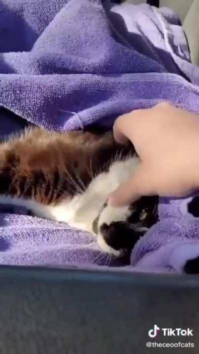 A cat that was hit by a car is rescued by a kind soul