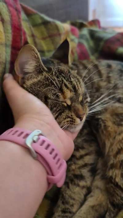 Miso loves getting her face absolutely SQUISHED. You can hear her purr of joy, the absolute goober