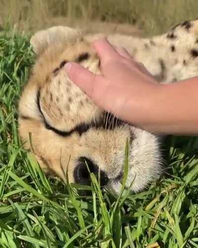 Big cat is still a cat