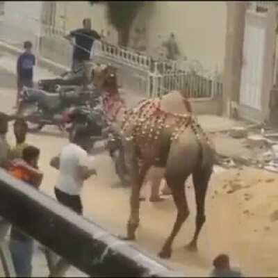 What could go wrong pulling a camels tail.