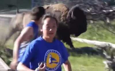 Taunted Yellowstone Bison singles out one kid between the entire family
