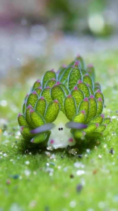 🔥A tiny sea slug looks like carton sheep