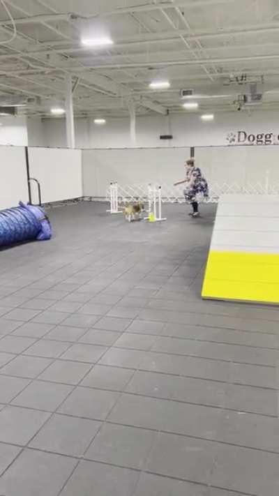 Just a beagle baby doing agility.