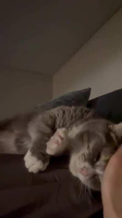 Little old momma, fresh from the pound. Never met a kit so affectionate and trusting.