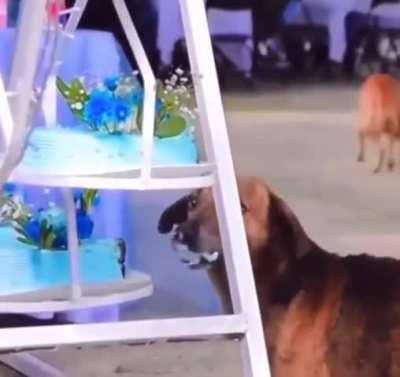 Hanging the cakes not higher than the table, deliciousness.