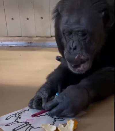 Monke eating oranges and coloring his sheep