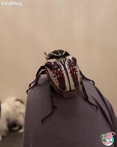 Absolute unit of a bug