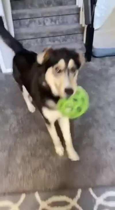 A dog is the only creature that can improve your mood