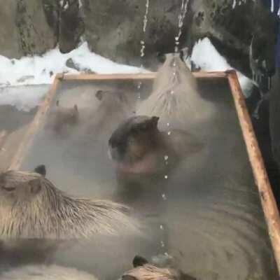 Domingo dia de banho quente (capivárias)