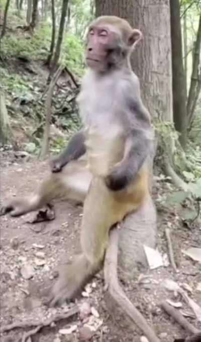 Da Monke accepts the Black Sun