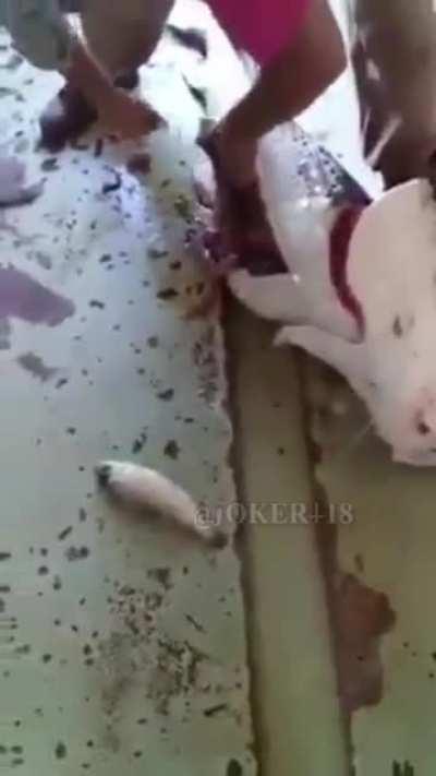 Наживка у наркокартеля