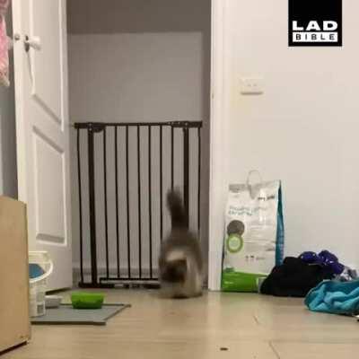 This cat's cool way of jumping