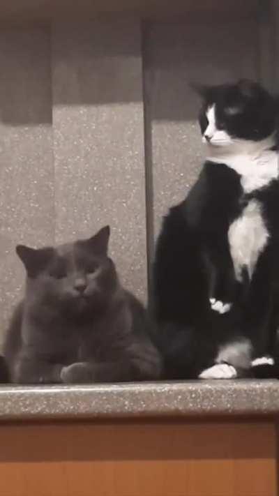 To bite the other cat