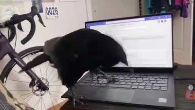 Good news: Corvus has returned! Bad news: He thinks he's an ork.