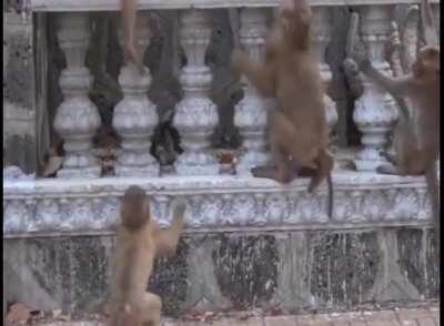 Bunlar hangimiz olmak? Neden yavru kediye saldırmak? Siz sadece maymunları kötüleyen ins*n ajanı olmak 😡🤬😡🤬