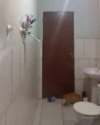 Cat helps boy get rid of a rat inside a bathroom
