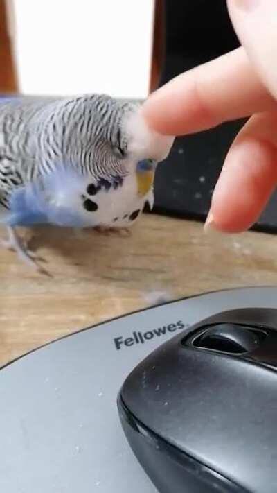 Stop working human, I demand snuggles