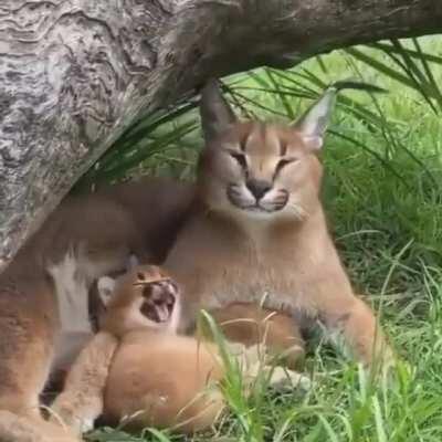 These cats make Link falling noises