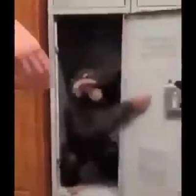 Fortnite bobbies and vergana