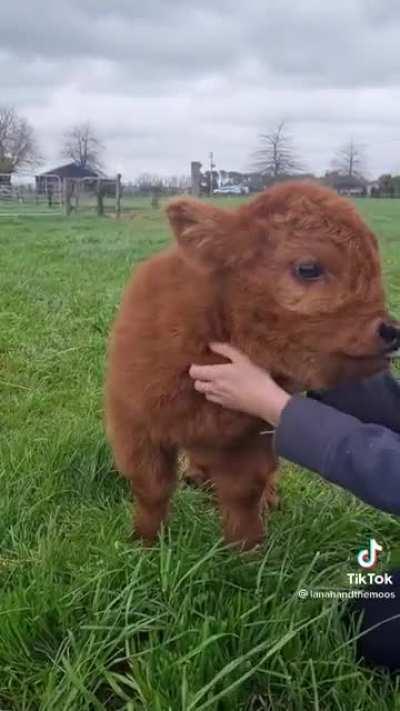 Baby moo
