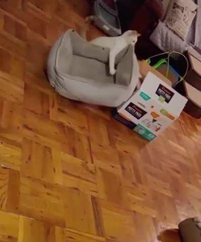Cat tries to put his bed in a box it more cozy