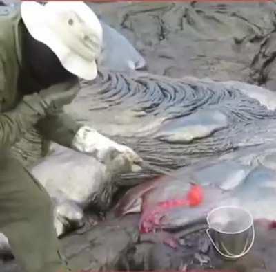 Geologist collects a fresh volcanic lava sample