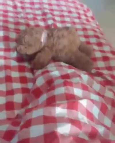 Now that's one way to establish dominance