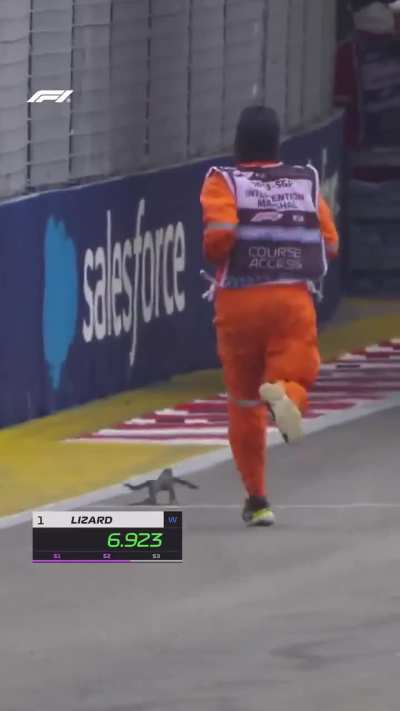 What's the species of this very fast lizard?