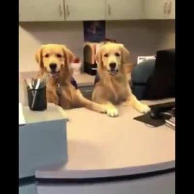 Golden Receptionists